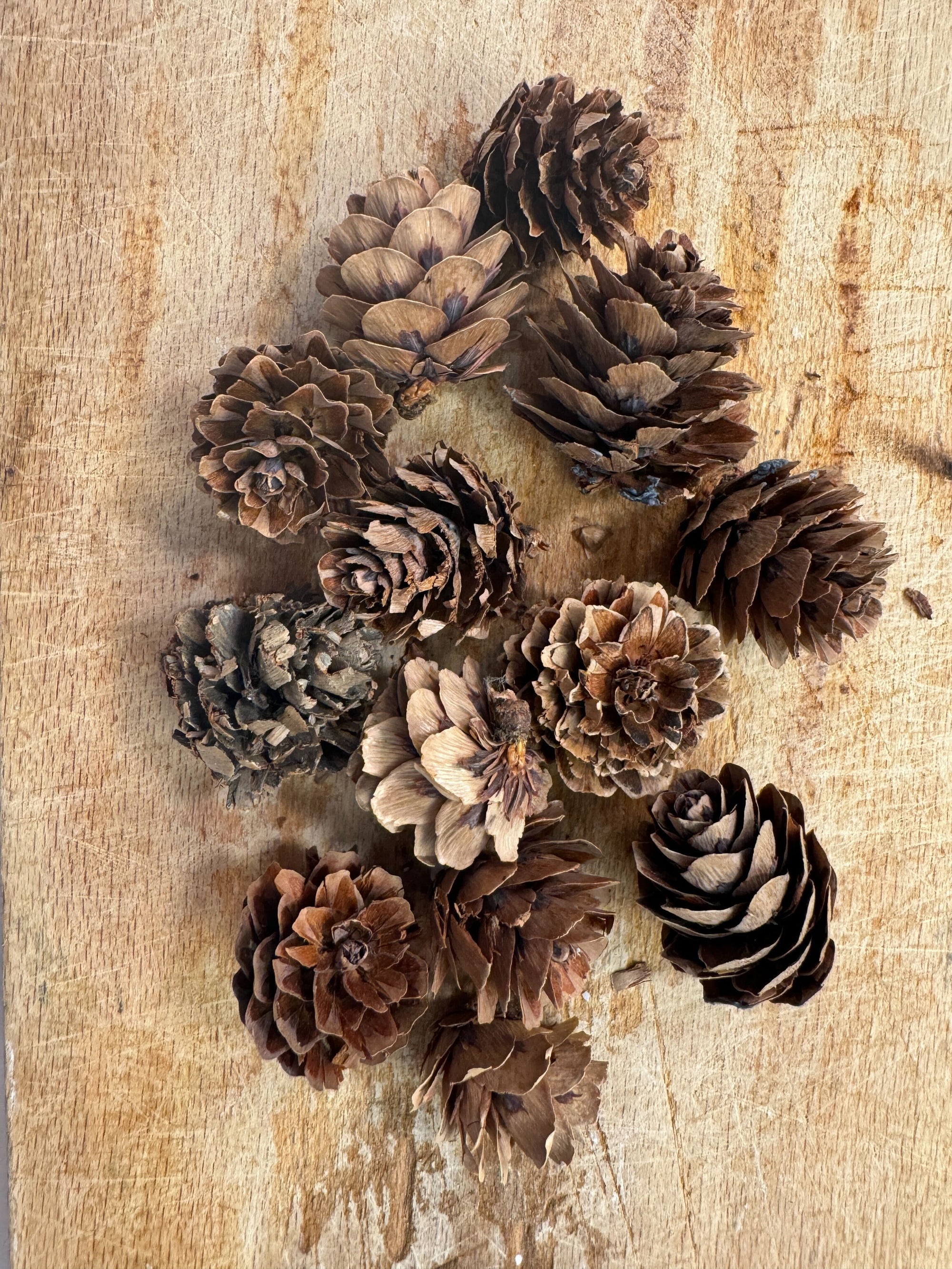 Dried Small Pinecones 20g